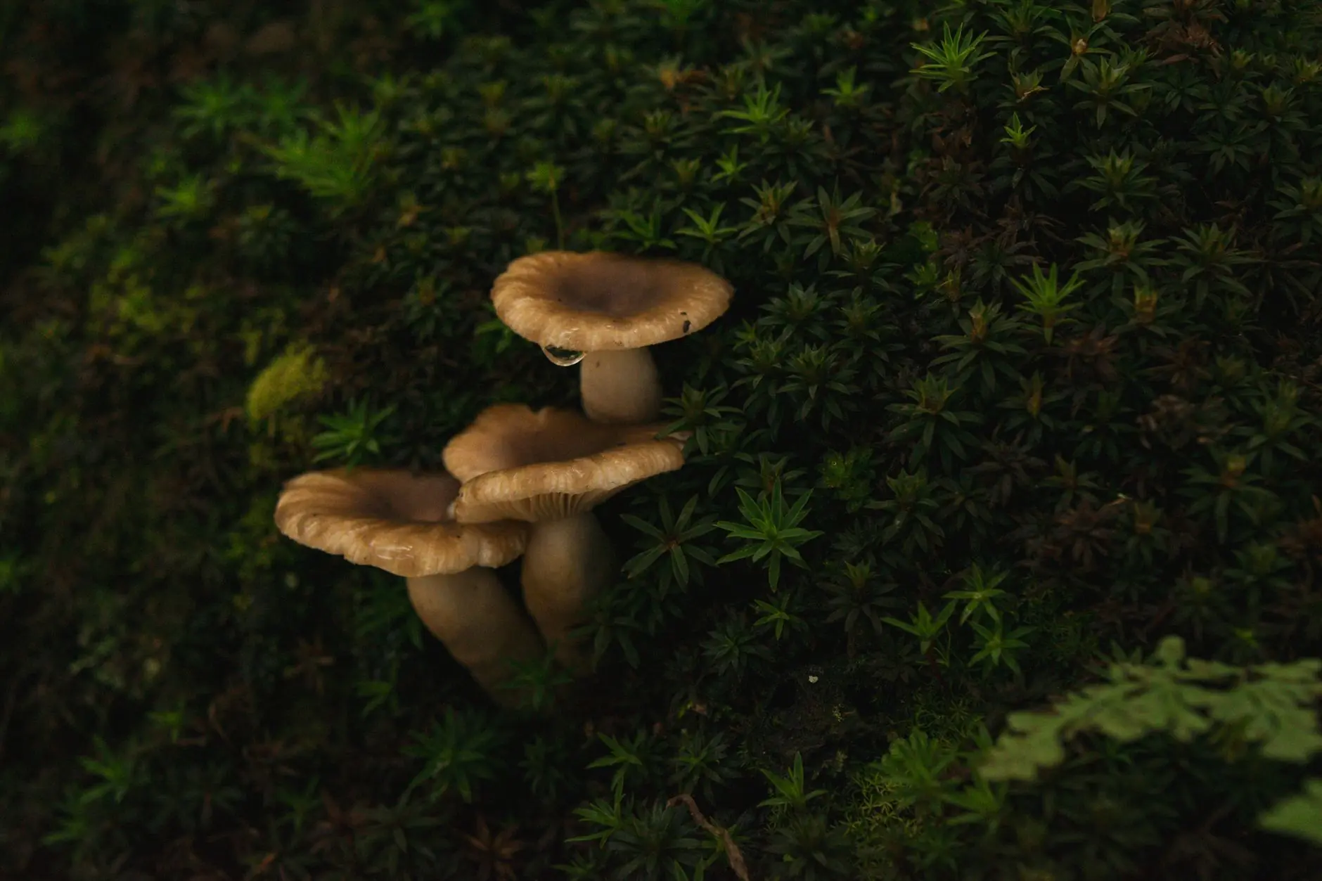 华北企业通讯器材选型指南：从对讲机到视频会议系统全解析